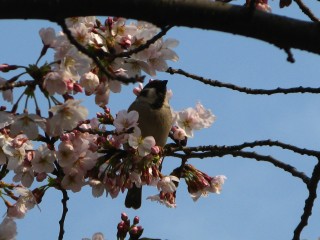 今朝の目黒川の桜