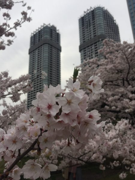 2017   桜